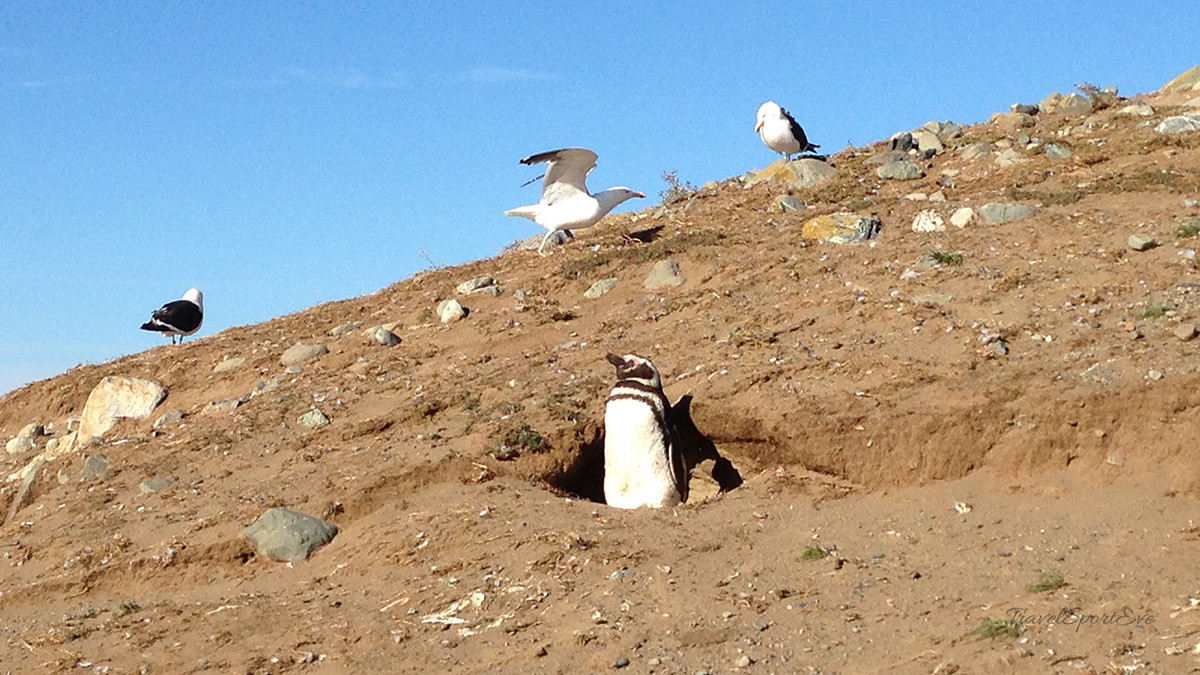 Magellan Pinguine Sonne