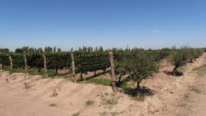 Mendoza Argentinien Weinreben