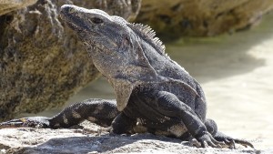 Akumal-Turtle-Bay-Leguan