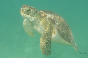 akumal turtle bay Mexiko Schildkröte