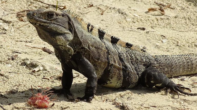 Isla Holbox Ausflüge Inseltour Leguan