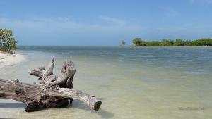 Isla Holbox Ausflüge Inseltour Wasser Ast