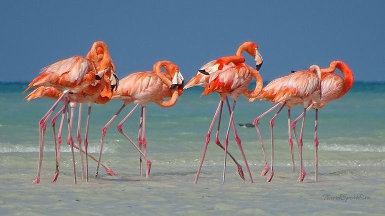 Isla Holbox Ausflüge Kanutour Flamingo