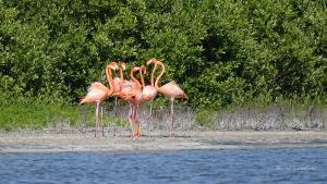 Isla Holbox Ausflüge Kanutour Flamingokreis