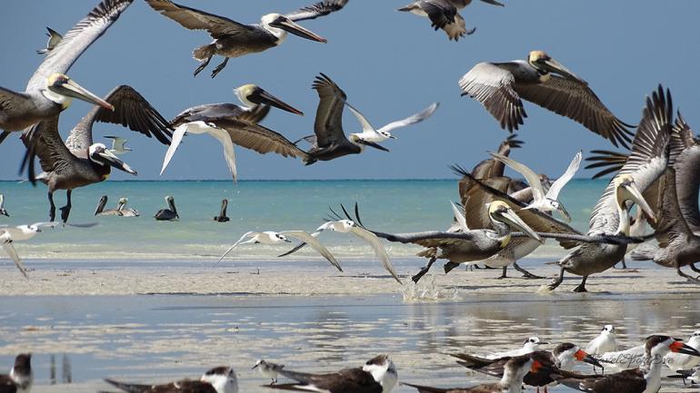 Isla Holbox Ausflüge Kanutour Pelikanflug