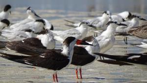 Isla Holbox Ausflüge Kanutour Vogel