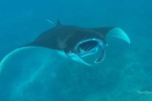 Nusa Lembongan Bali Indonesien Schnorcheln mit Mantarochen