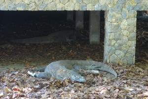 Komodo Island Flores Indonesien