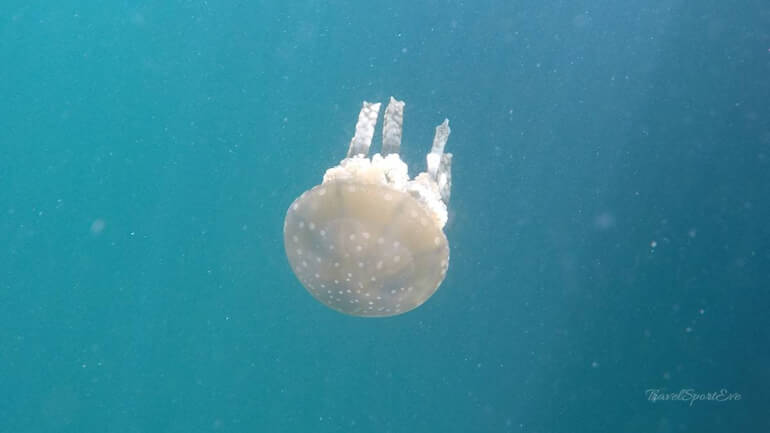 Südostasien Rundreise Palau Mikronesien Jelly Fish Lake