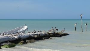 Isla Holbox Pelikane Ruderboot