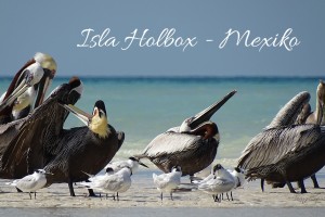 Isla Holbox Titel