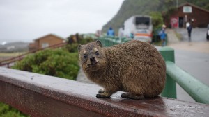 Garden Route Suedafrika Radreise Tsitsikamma National Park Dassie